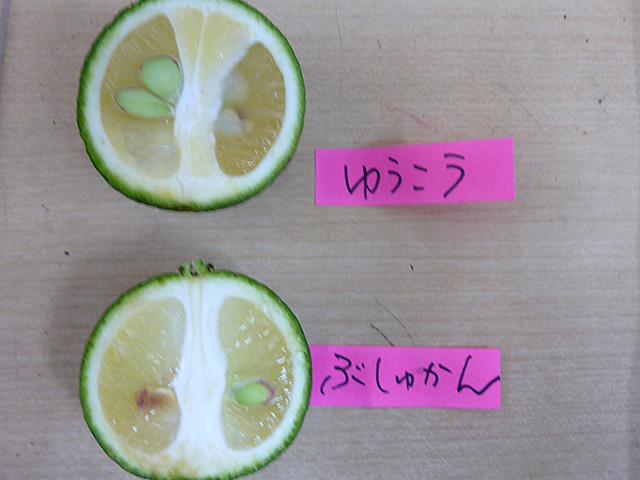 高知産 ぶしゅかん 実付き （素掘り・接木）