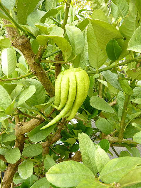 ☀【仏手柑斑入り接ぎ木苗】 整理出品特価販売 ちょこ2本セット ☀【仏手柑斑入り接ぎ木苗】 整理出品特価販売 ちょこ2本セット