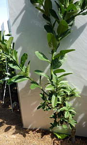 ☀【仏手柑斑入り挿し木苗】 【特価整理出品】 3本寄せ植え(+小苗2本)