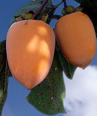  a`yQNziڂ؁E|bgj