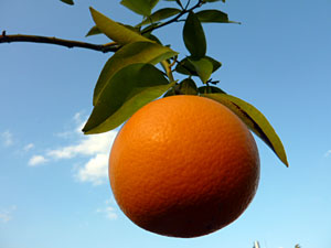 @킹@͂y1Ncz (ڂ؁Ef@)