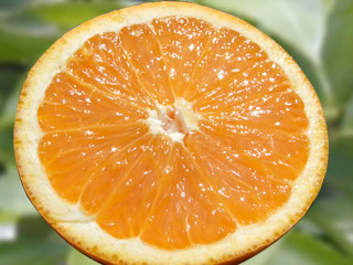 清美タンゴールみかん苗木　レモンの横に♪　清美オレンジ