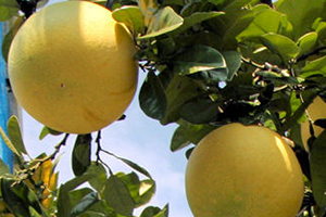 晩白柚 ばんぺいゆ 1年生（接木・素掘り）