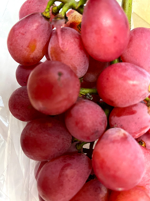 �Ԃǂ��@�N�C�[���j�[�i�@�P�N���@�i�ڂ��؁E�f�@��j