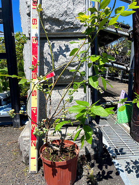 ブルーベリー【ノーザンハイブッシュ系】ノウザンカロライン（接ぎ木