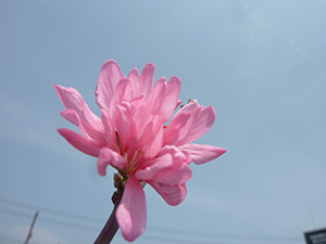 花桃菊咲 ピンク はなもも きくさき 接ぎ木 素掘り 1年
