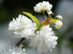 はなもも 花桃No.3 まだまだありますのでお付き合い下さい🙇‍♂️ 変わっ