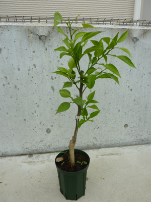 ジャバラ 接ぎ木苗 2年生苗 鉢入り