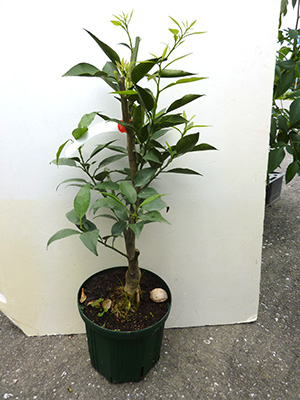 ジャバラ 接ぎ木苗 ３年生苗 鉢入り