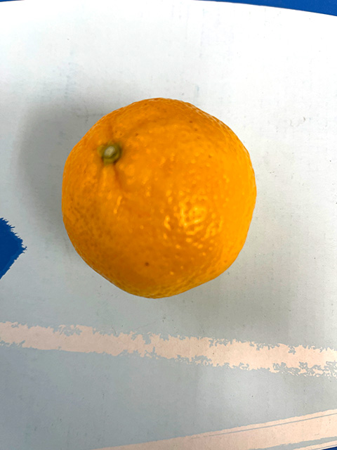 �ԗǎ��@���炶�@�S�N���i�ڂ��؁E�f�@��j