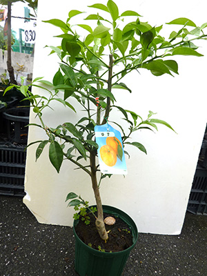 花ゆず 新3年生 ポリポット入り 柑橘 柚子 花柚子の通販 苗木部 By 花ひろばオンライン