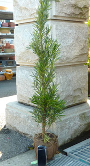 ラカンマキ（根巻き・鉢入り）