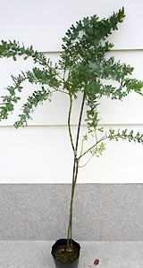 ミモザアカシア【ギンヨウ＜銀葉＞アカシア】（18cmポット入り）