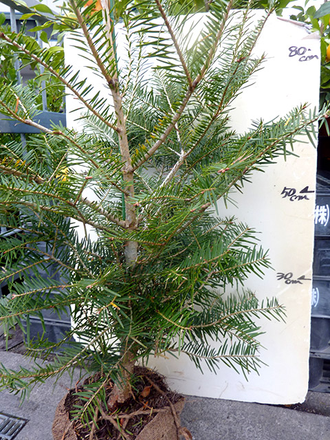 モミの木 もみのき （根巻き）