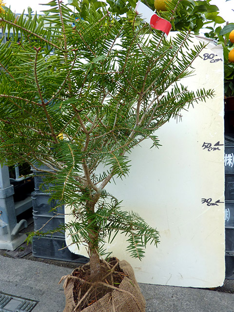 モミの木 もみのき （根巻き）