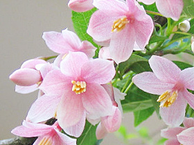 エゴの木（ピンクチャイム）べにばなえごのき