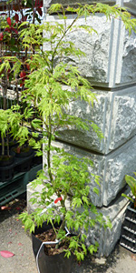 青しだれもみじ