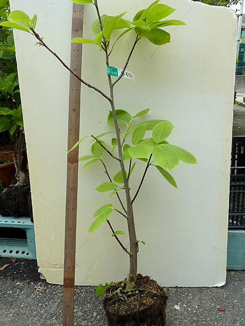 ハクモクレン もくれん 【白花】（鉢入りまたは根巻き）