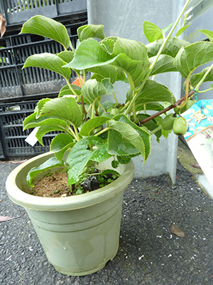 大実さるなし 鉢入り