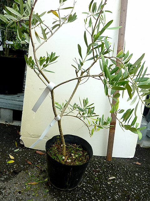 オリーブ ネバディロブランコ （ポット入り）