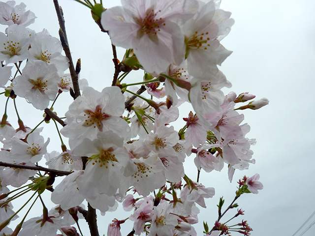 吉野桜 よしのさくら 白花 接ぎ木 素掘り １年生
