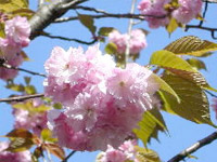 八重桜  やえさくら　（接ぎ木・素掘り）　 【１年生】