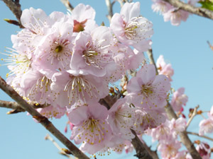 桜 雪 割り 日本の桜の種類・品種一覧！有名な品種の見分け方と名所も紹介