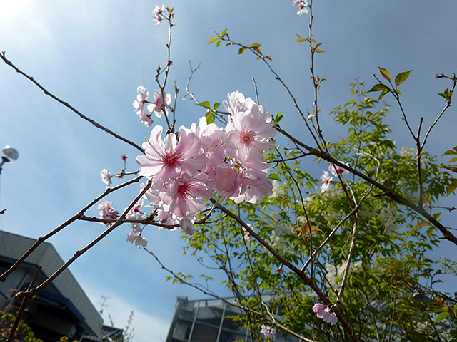 小彼岸桜 こひがんさくら 接ぎ木 素掘り １年生