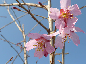 オカメ桜 おかめさくら 接ぎ木 素掘り １年生