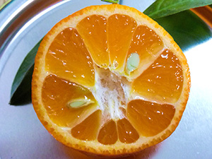 ポンカン蜜柑大苗木✿✿✿実付きレモンの横に♪ 楽天市場】オレンジ 苗木 【薩州ポンカン】 1年生 接ぎ木苗 さっしゅう