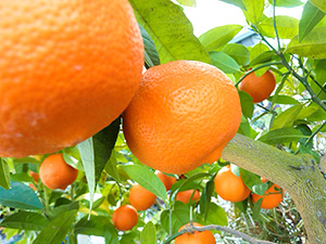 |݂@ԃ@y3Ncziڂ؁Ef@j