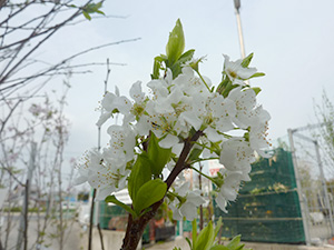 巴旦杏(ハタンキョウ) 牡丹杏（ボタンキョウ）（接ぎ木・素掘り）【3