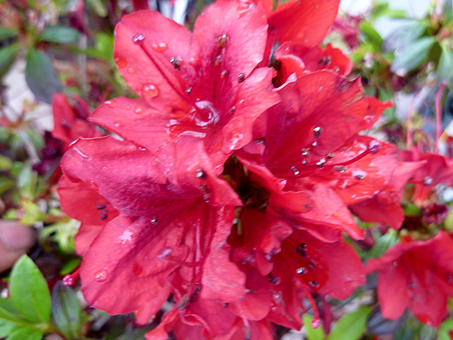 キリシマつつじ 濃いピンク 根巻き