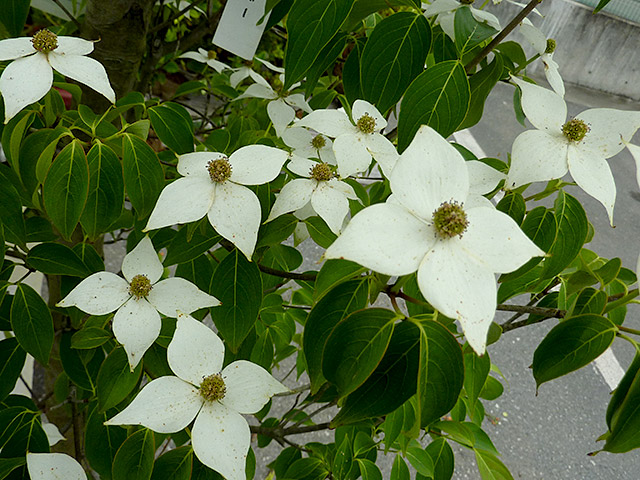 ヤマボウシ （白花）
